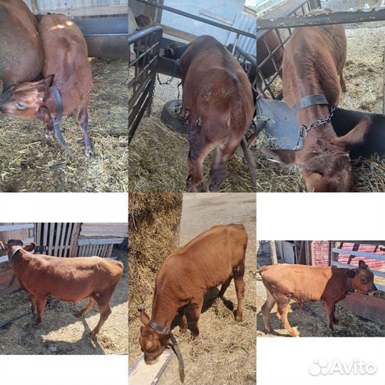 Животные бычки