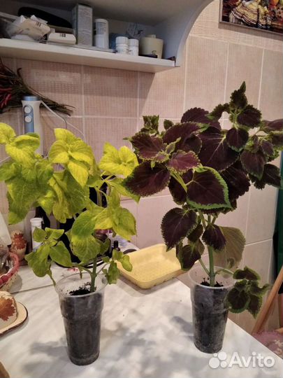 Цветы комнатные