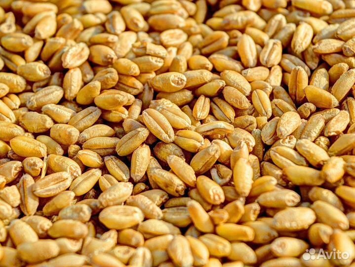 Зерно пшеница ячмень