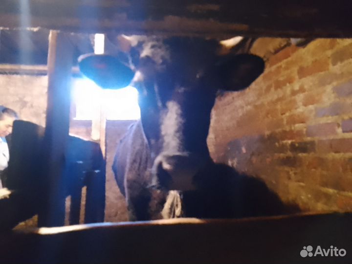 Корова стельная дойная