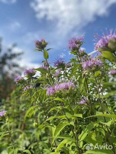 Монарда лимонная Диана