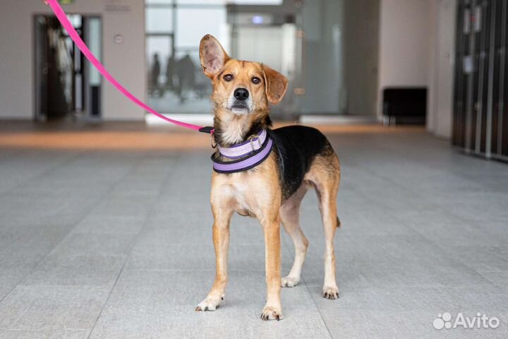 Собака девочка в добрые руки