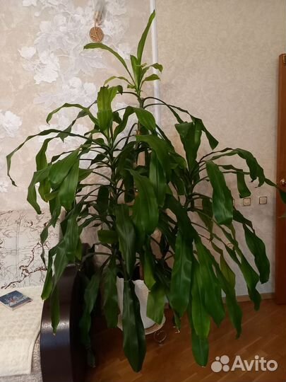 Комнатные растения цветы большие