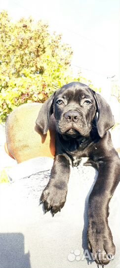 Щенки кане Корсо