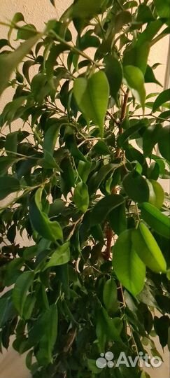 Фикус бенджамина