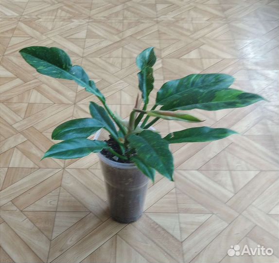 Филодендрон Ринг Оф Фаер/Ring Of Fire