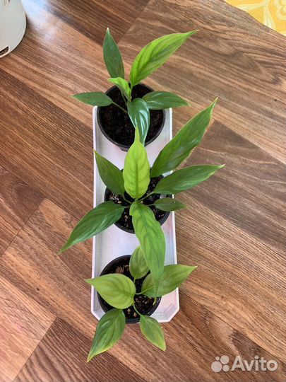 Спатифиллум