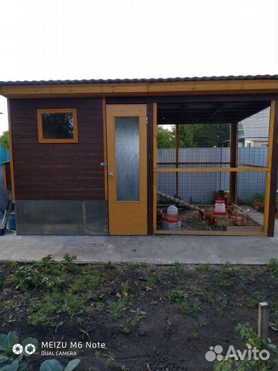 Куры несушки продам