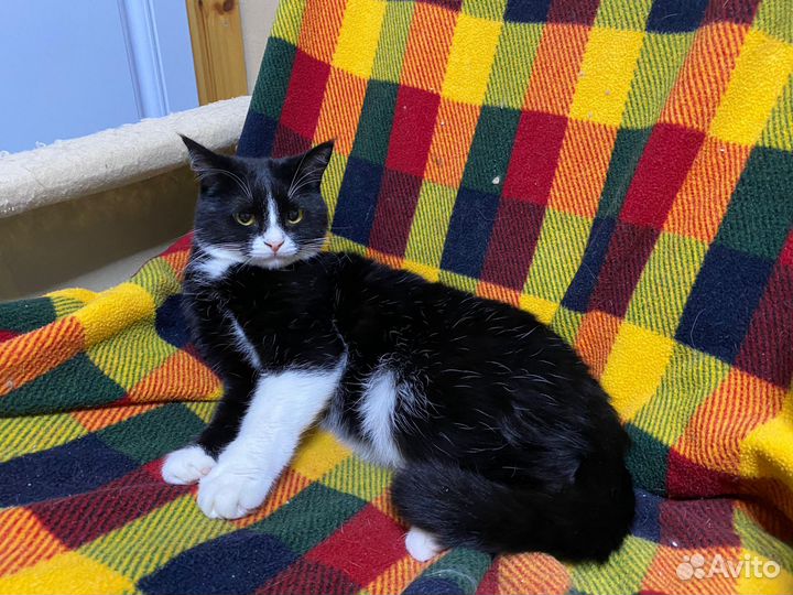 Брутальный кот в добрые руки, бесплатно