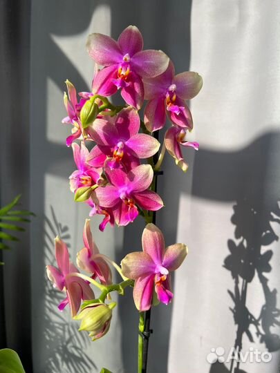 Подарок орхидея Лиодоро