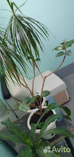 Комнатные растения