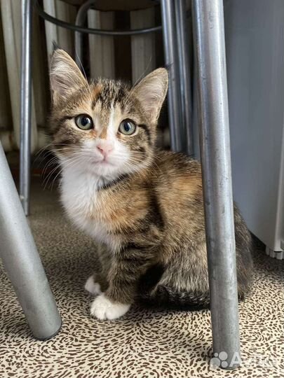 Трехцветная кошечка