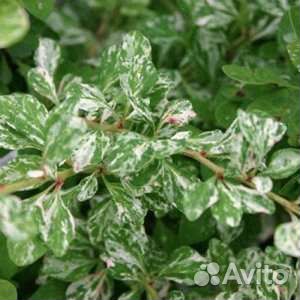 Декоративные кустарники