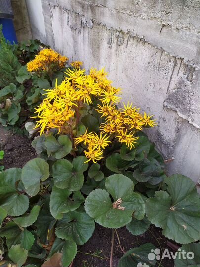 Очисток,бузульник, лаванда,сентябринка