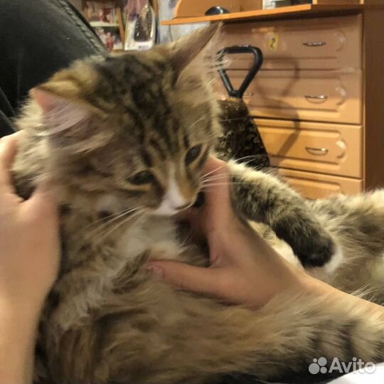 Кошка