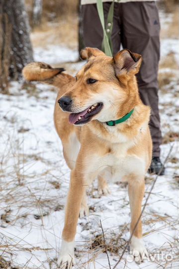 Молодая Санта из приюта в поисках дома