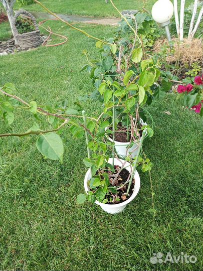 Бугенвиллея