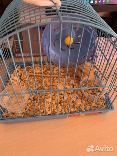 Хомяк с клеткой