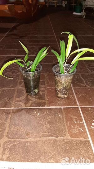 Фикусы, шефлера, сциндапсус,сингониум