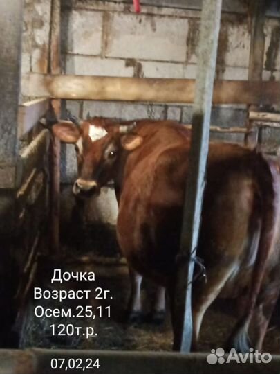 Джерси- Красногорбатовская. (нетель)