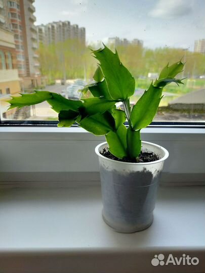 Декабрист цветок