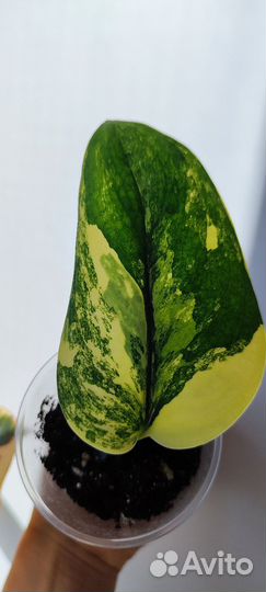 Сциндаптус жаде сатин вар