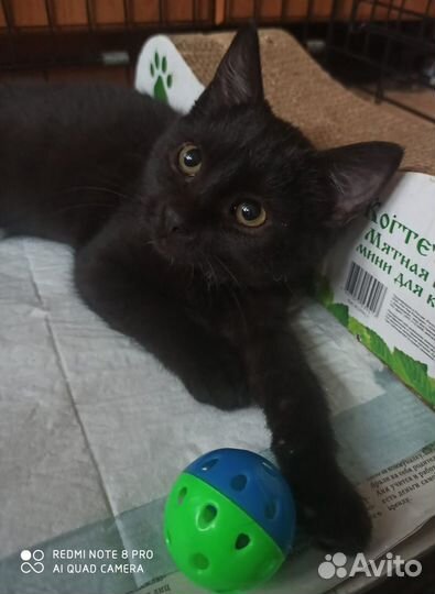 Котенок черный 4 месяца