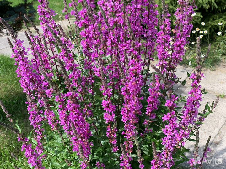 Дербенник иволистный