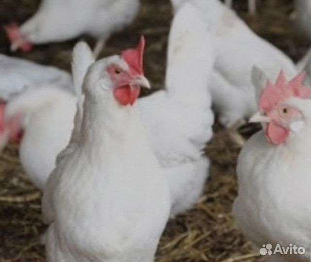 Куры несушки