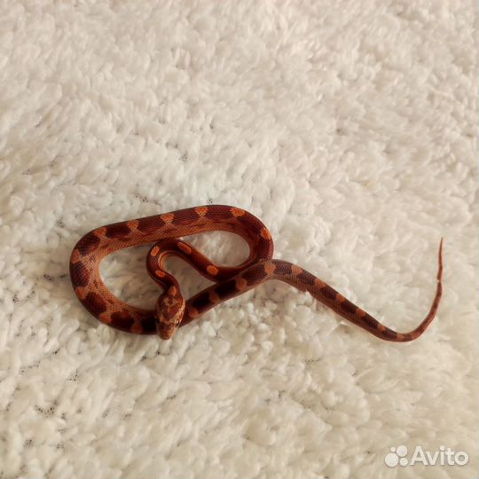 Змея маисовый полоз