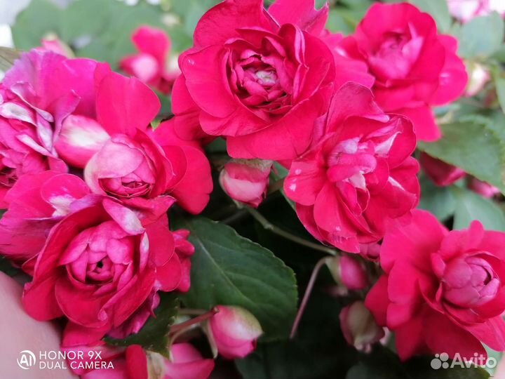 Черенки неукор