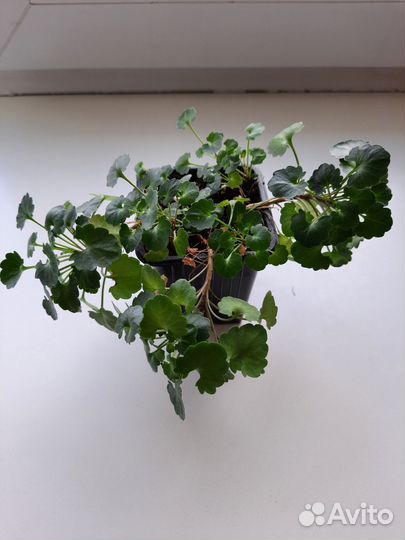 Кампанула (жених)