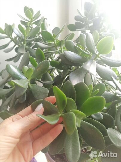 Большое Денежное дерево с горшком