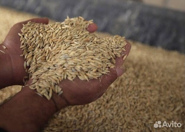 Зерно (пшеница, овес)