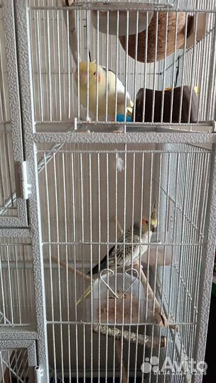 Попугай корелла