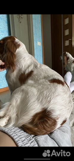 Вязка Русский охотничий спаниель