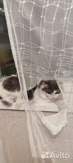 Шторы и тюль для кухни