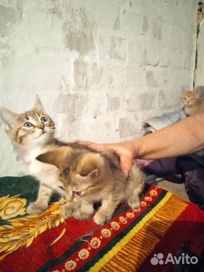 Кошка в дар