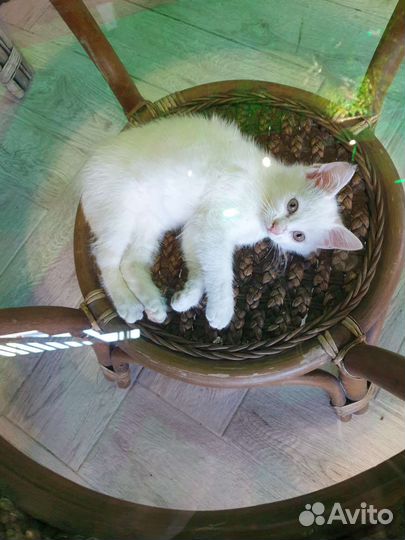 Кошка в дар бесплатно