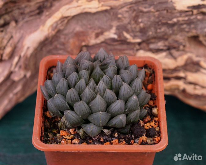 Хавортии коллекционные