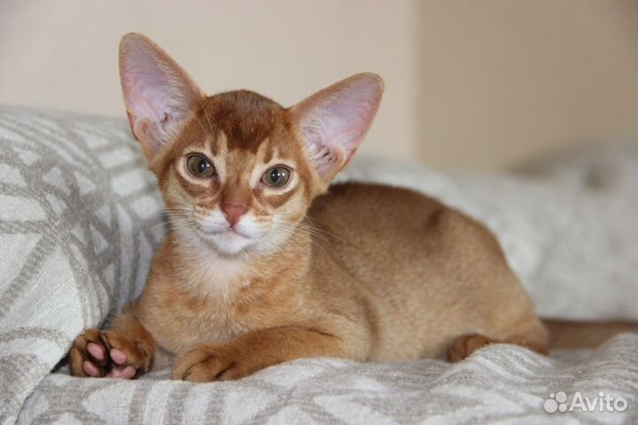 Абиссинские котята