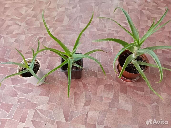 Алоэ лечебный молодой