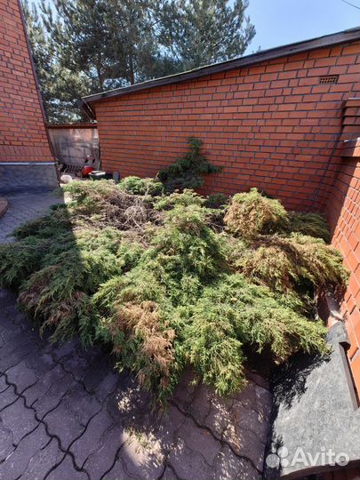 Можжевельник стелящаяся