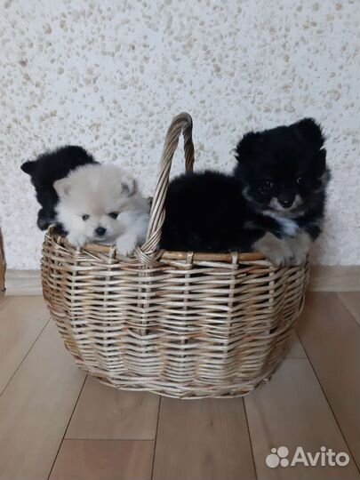 Померанский шпиц