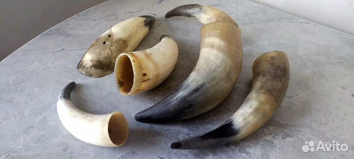 Коровьи рога