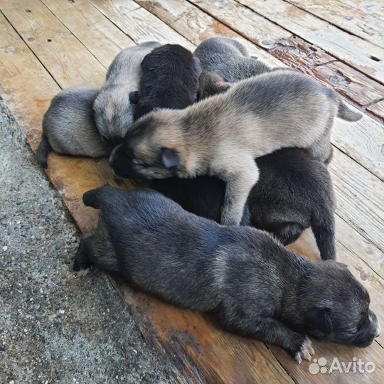 Отдам бесплатно щенков
