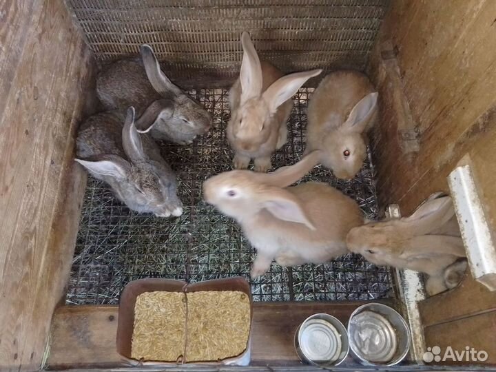 Крольчата