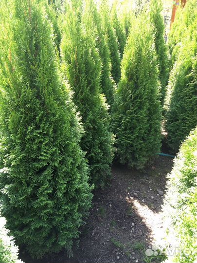 Туи,самшит, голубые ели оптом