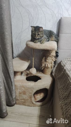 Домик для кошки с когтеточкой бу