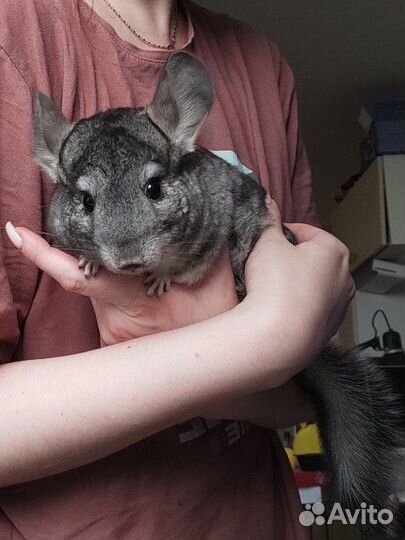 Шиншилла девочка